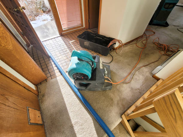 Best Water damage restoration near me  in Omao, HI